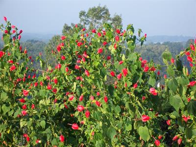 Malvaviscus arboreus